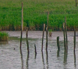 Paysage autour d'Aiguillon sur Mer